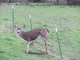 THRASHING IN BARBED WIRE