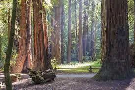SECRET OF THE REDWOODS