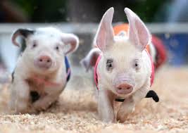 PARTY LIKE PIGS
