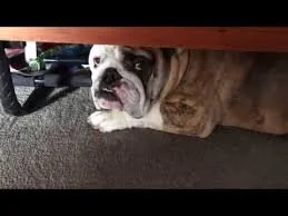 ATTACK OF THE KILLER VACUUM