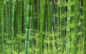 FIVE-YEAR BAMBOO