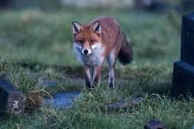 A DANGEROUS FOX TROT