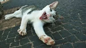 DON'T LET THE CAT OUT OF THE BAG