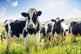 A SIX-COW WOMAN