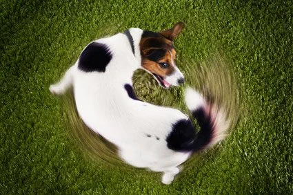 CHASING YOUR TAIL