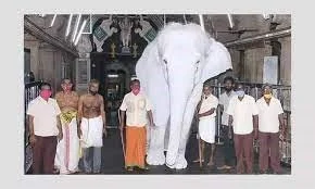 WHITE ELEPHANTS