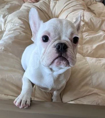 WORSHIP LIKE A DOG