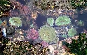 A TIDE-POOL EXISTENCE