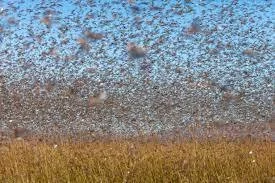 THE YEARS THE LOCUSTS HAVE EATEN