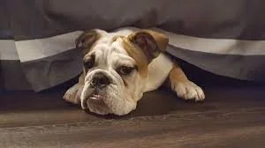 ATTACK OF THE KILLER VACUUM