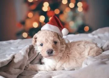 PUPPY LOVE