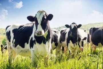 A SIX-COW WOMAN