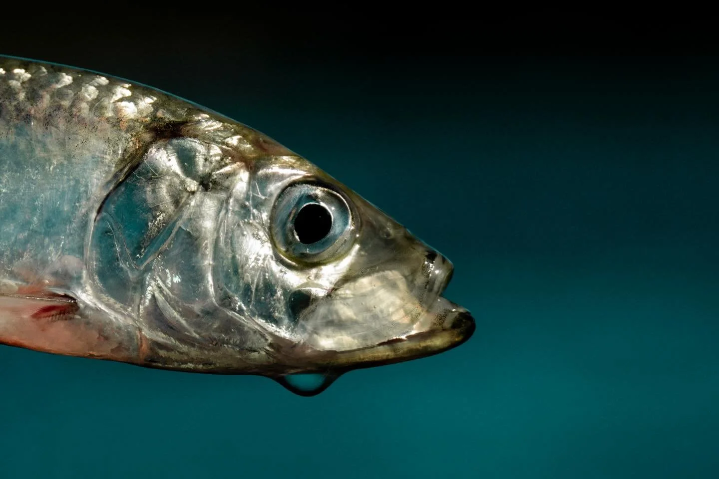 There&rsquo;s nothing comparable to the energy on the coast during the annual herring spawn. The way it brings everything to life, it really feels like spring has arrived when this happens.

Such a special time, and so much fun being able to fish for