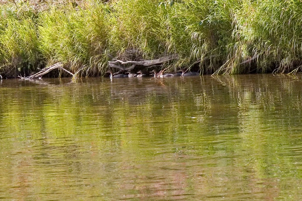 Ducklings.jpg