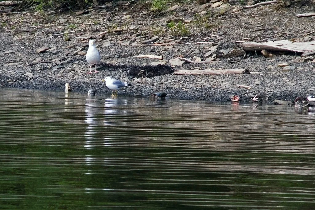 Seagulls.jpg