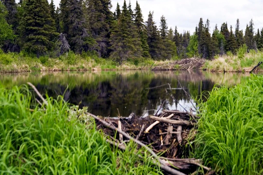 Beaver-Pond.jpg