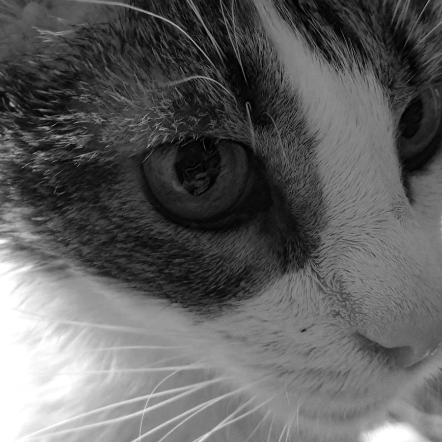 piece-of-calico.jpg