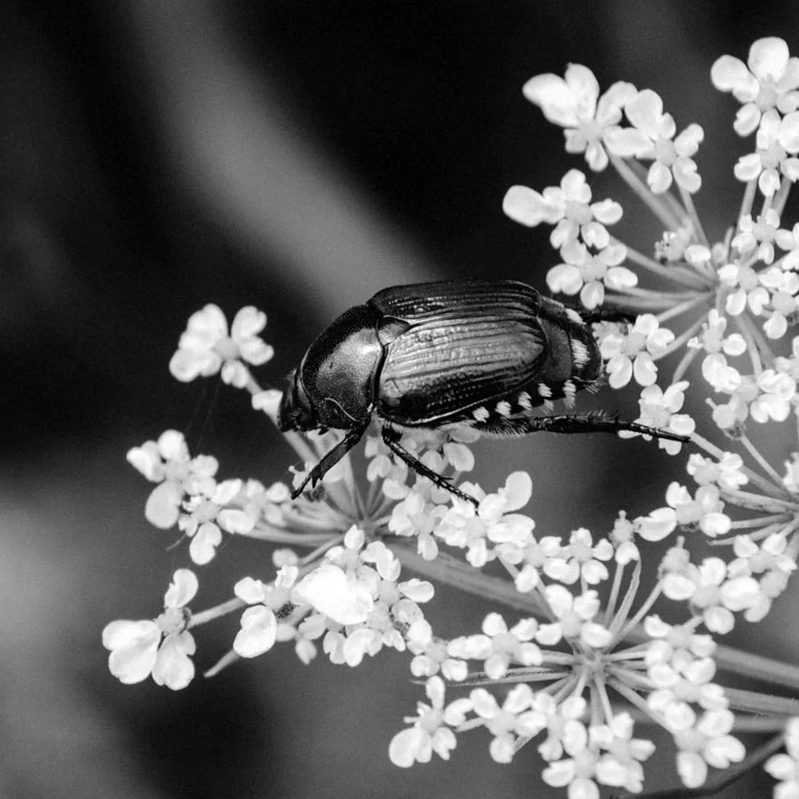 junebug.jpg