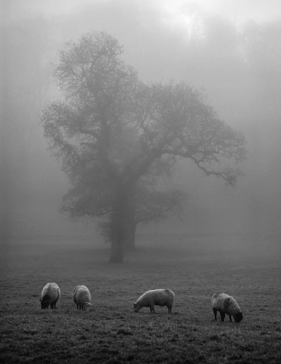 Sheep_Tree.jpg
