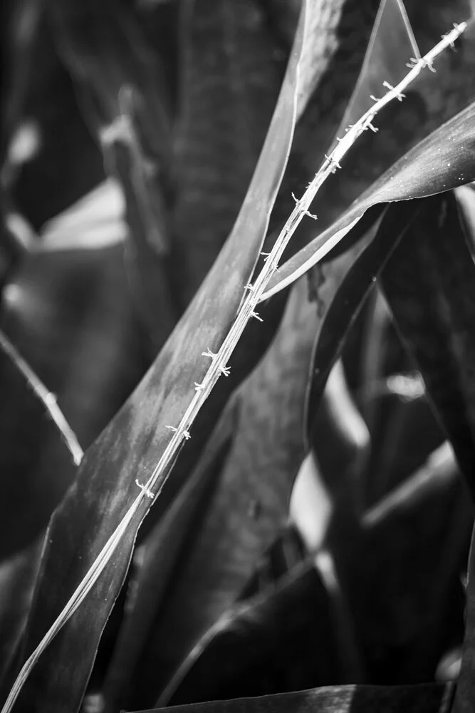 New Work - B&amp;W Flora
