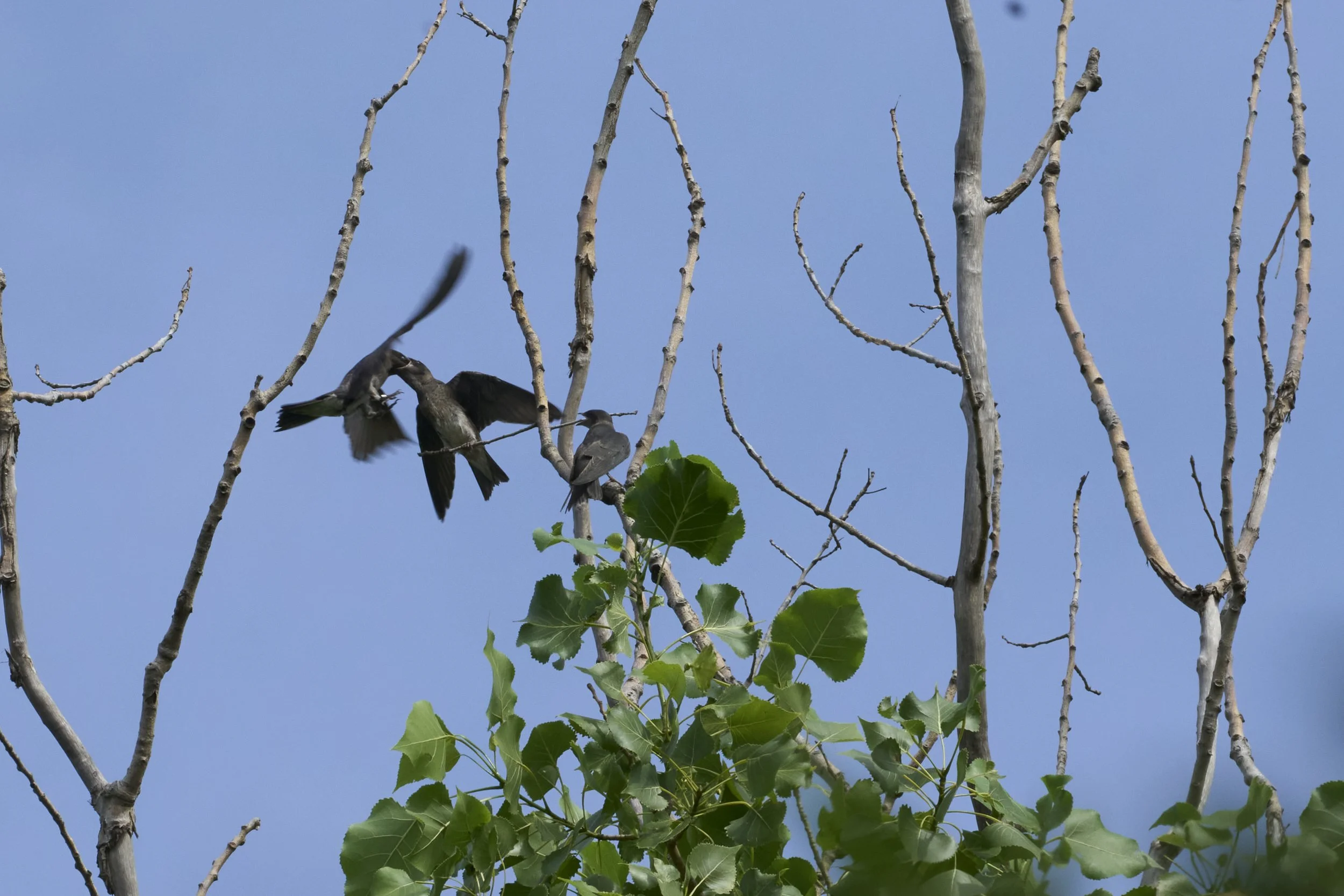 Birds 2025 3.jpg