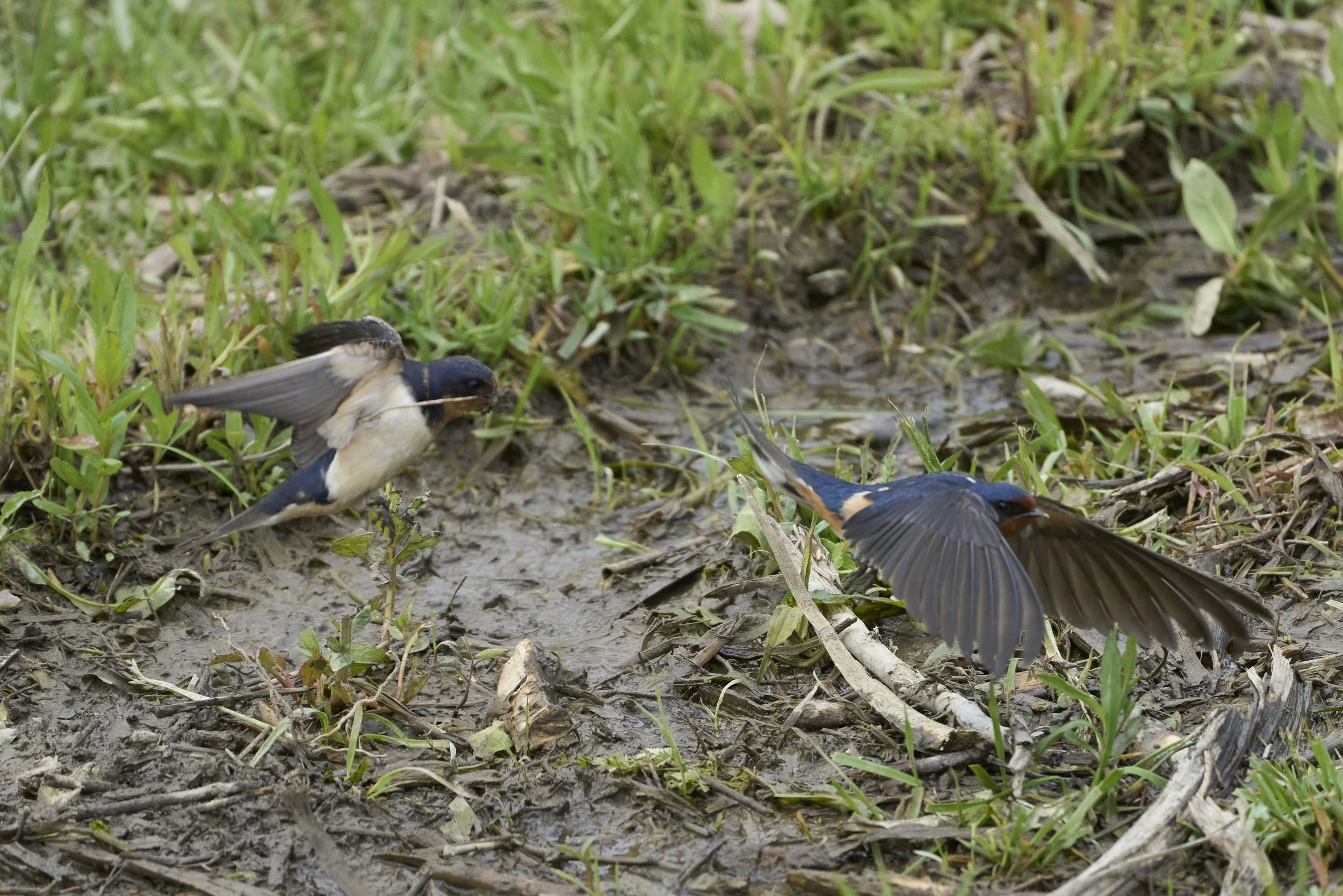 Birds 2025 1.jpg
