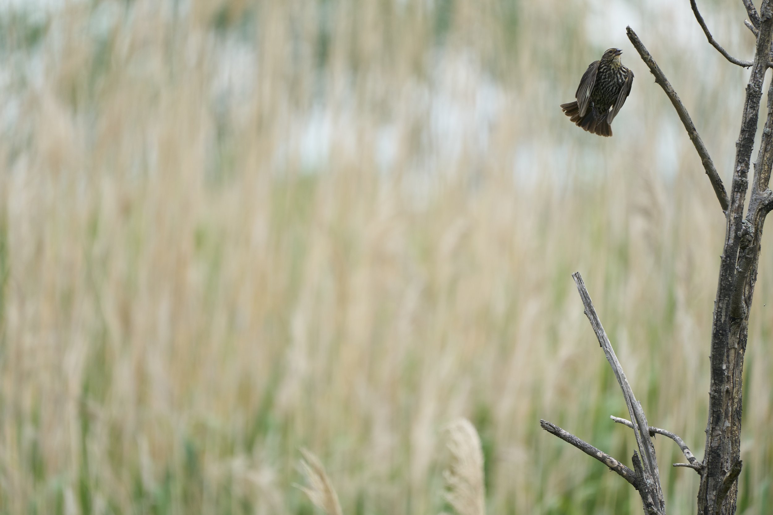 Birds 2025 4.jpg