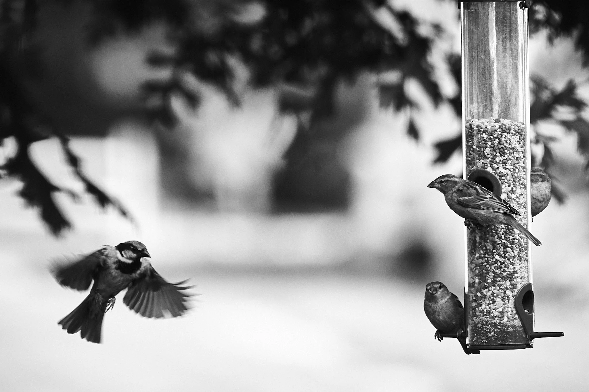 Yard Byrds 4.jpg