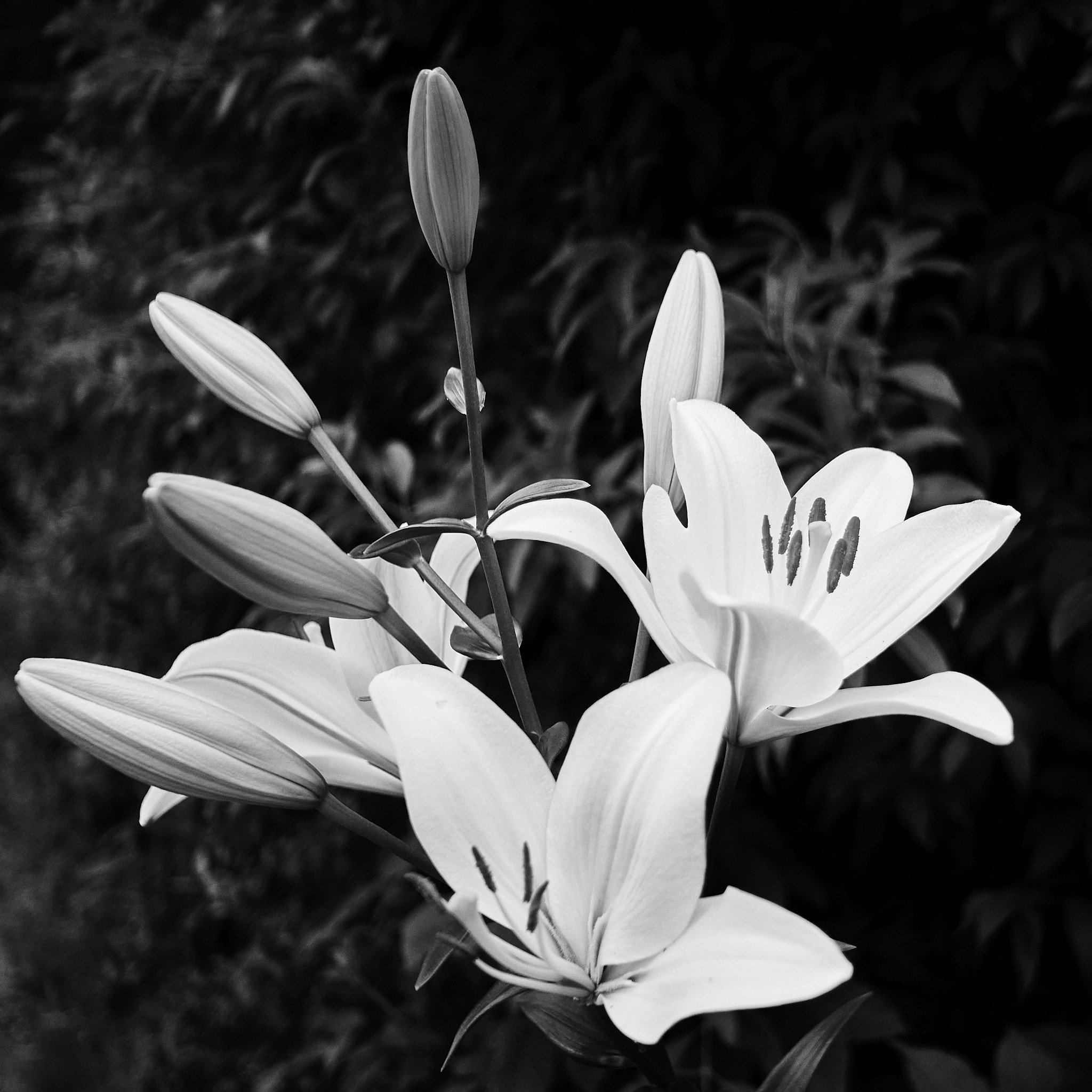 Minolta_Rokkor_SG_28 15.jpg