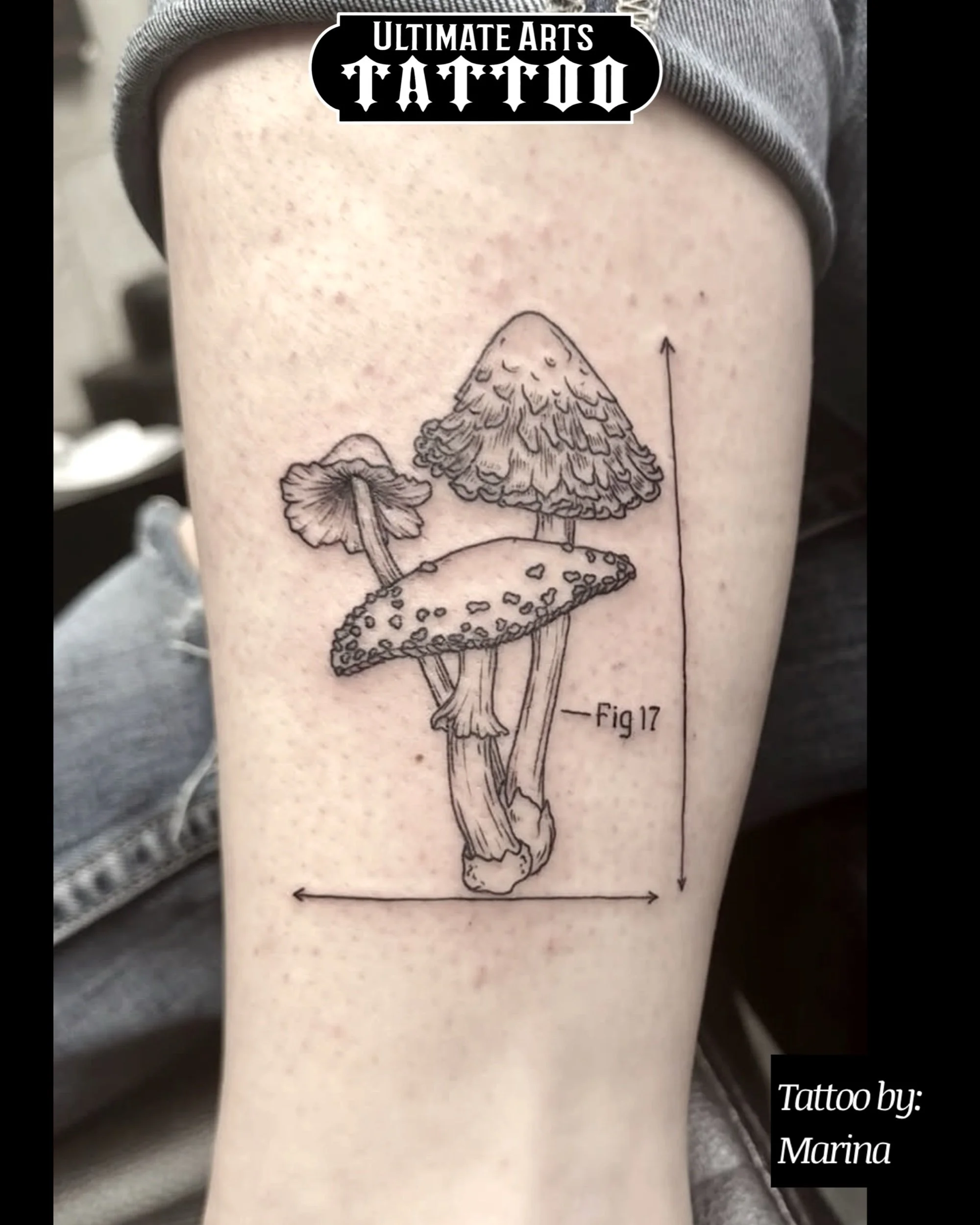 Wonderland Mushrooms 