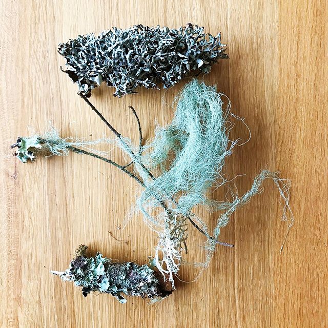 Coming through fallen lichens after our recent winds. We&rsquo;re excited about making some plant-based pigments after pouring potions of sage and cedar later today.
.
.
.
#forestbathing #pnwonderland #creativelifehappylife #orcasisland #visitsanjuan