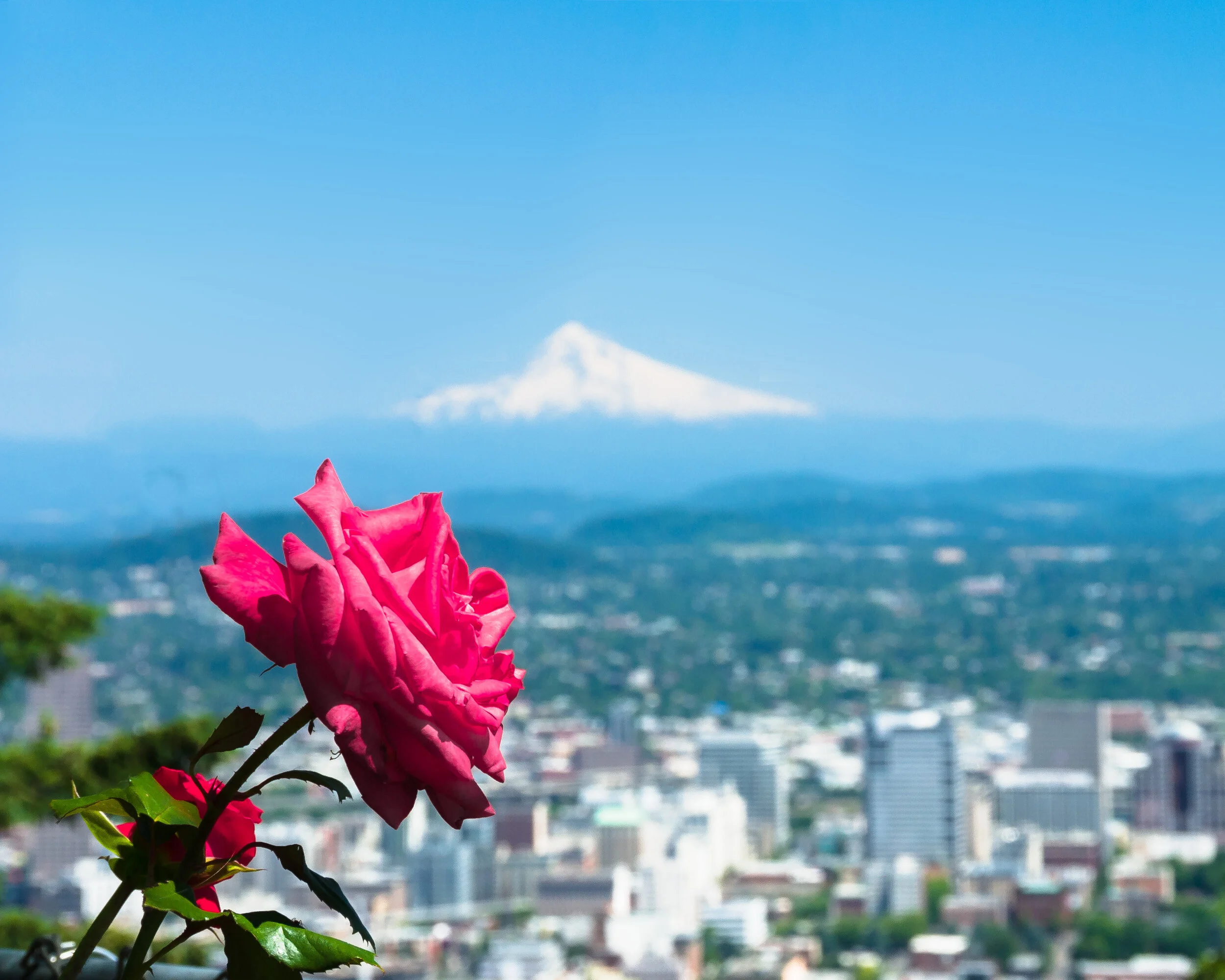  The City of Roses Is One Of America's Best