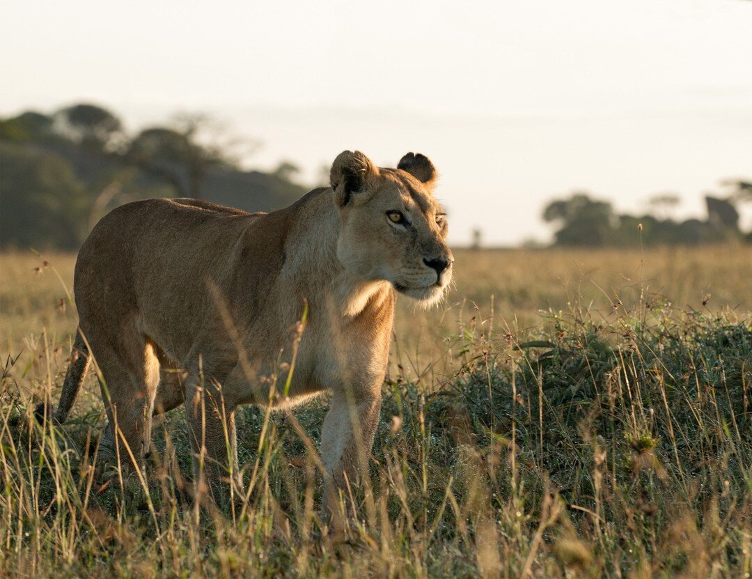 The long weekend is in sight so keep your eye on the prize. Maybe grab another cup of Split Shift coffee to get you through to quitting time. #whatyouneedwhenyouneedit 
.
.
.
.
.
.
.
.
.
.
.
.
.
.
#lioness #eyeontheprize #longweekend #splitshift #spl