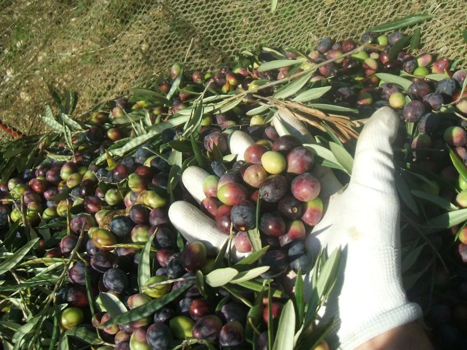 Fresh picked olives for olive oil