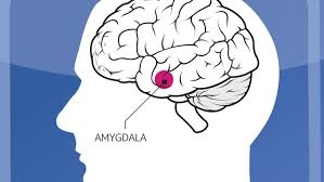Amygdala.jpeg