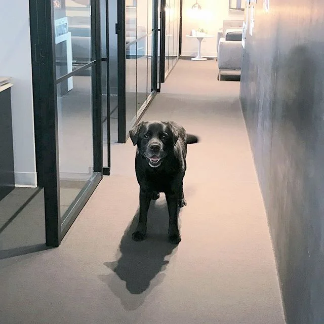 Getting ready for a big pitch so we brought in the big guns. 🐾⁠
⁠
#furryfriend #cutestcoworker #elevated #ASNY #LifeatAS #AgencySacks #LifeatAS #agencylife #officevibes