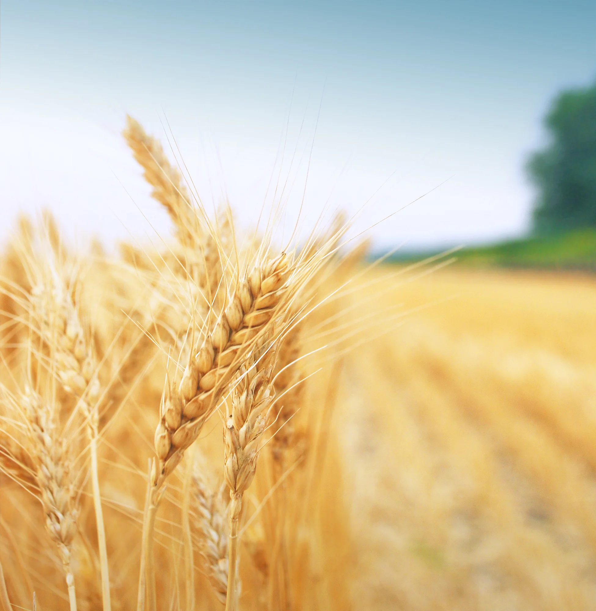 Advice from a successful agriculture employee