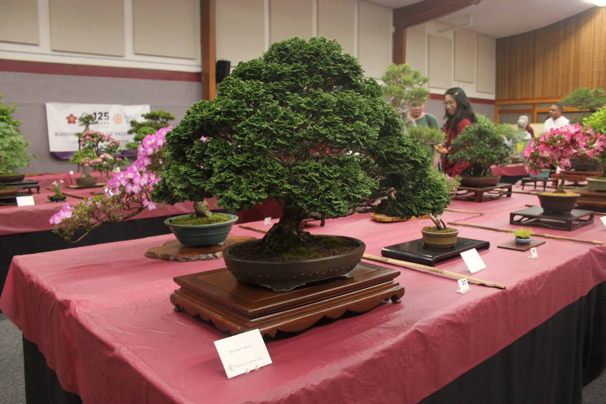 Sacramento Bonsai Club celebrates 79 years of living history
