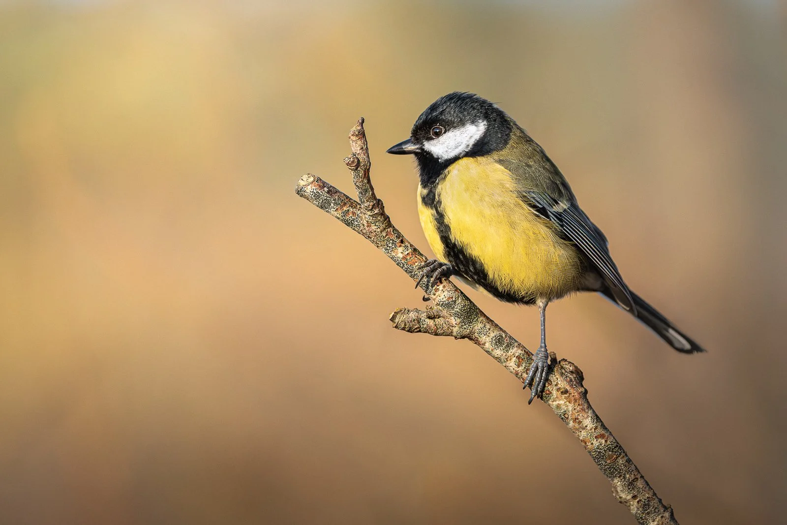 greattit.jpg