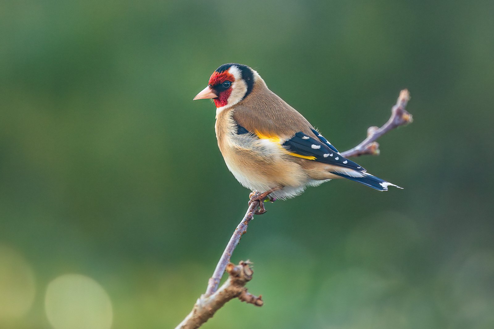 goldfinch.jpg