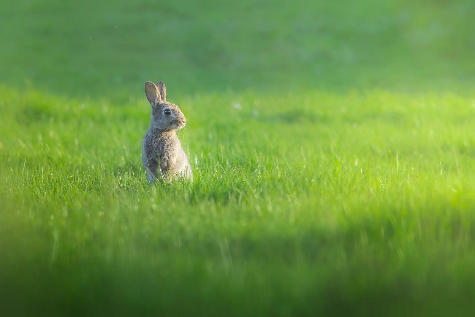 babybunny.jpg