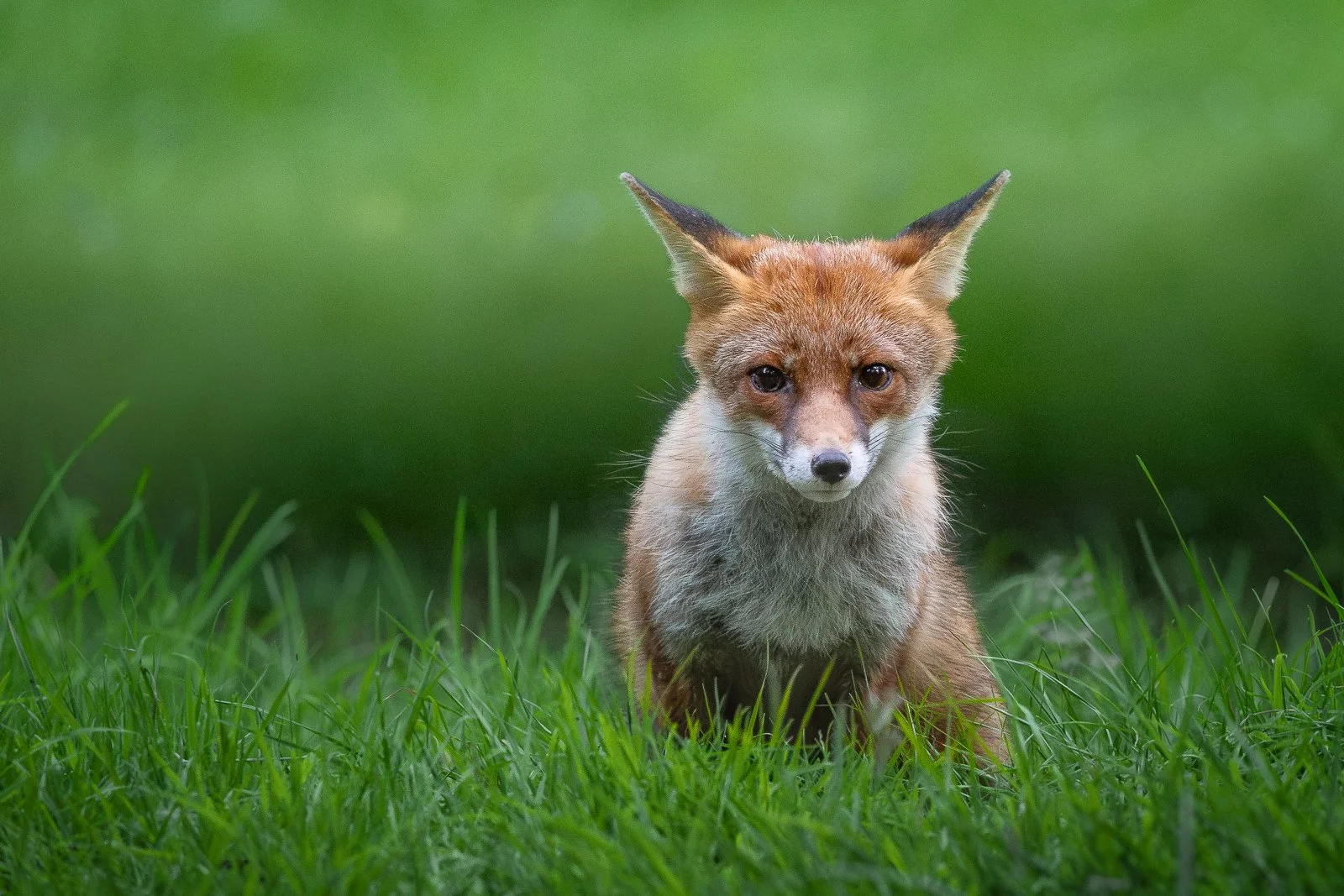 youngfoxcub.jpg