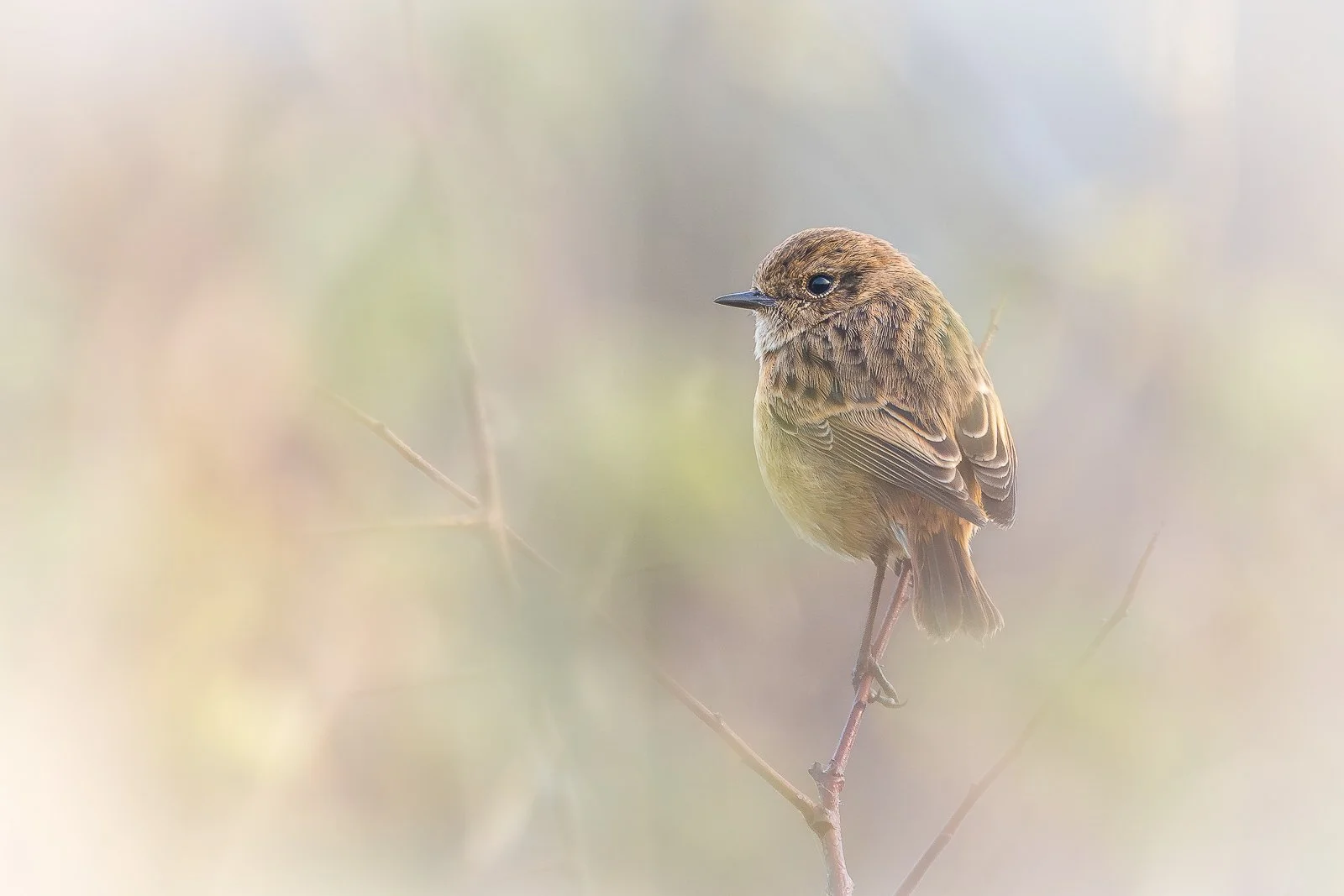 littlestonechat.jpg