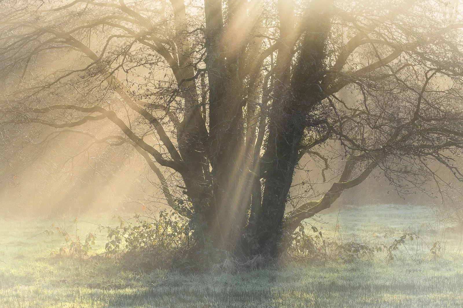 raysoflightonafrostymorning.jpg