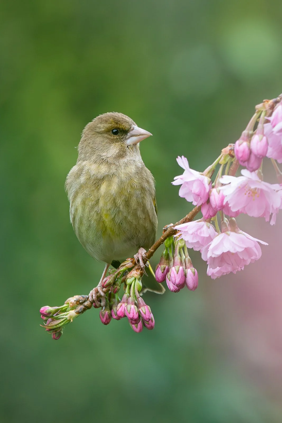 femalegreenfinch.jpg