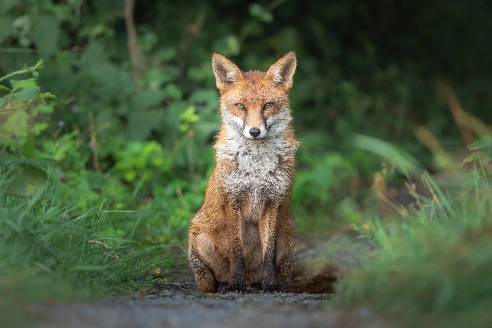 morningvisitwithafox.jpg