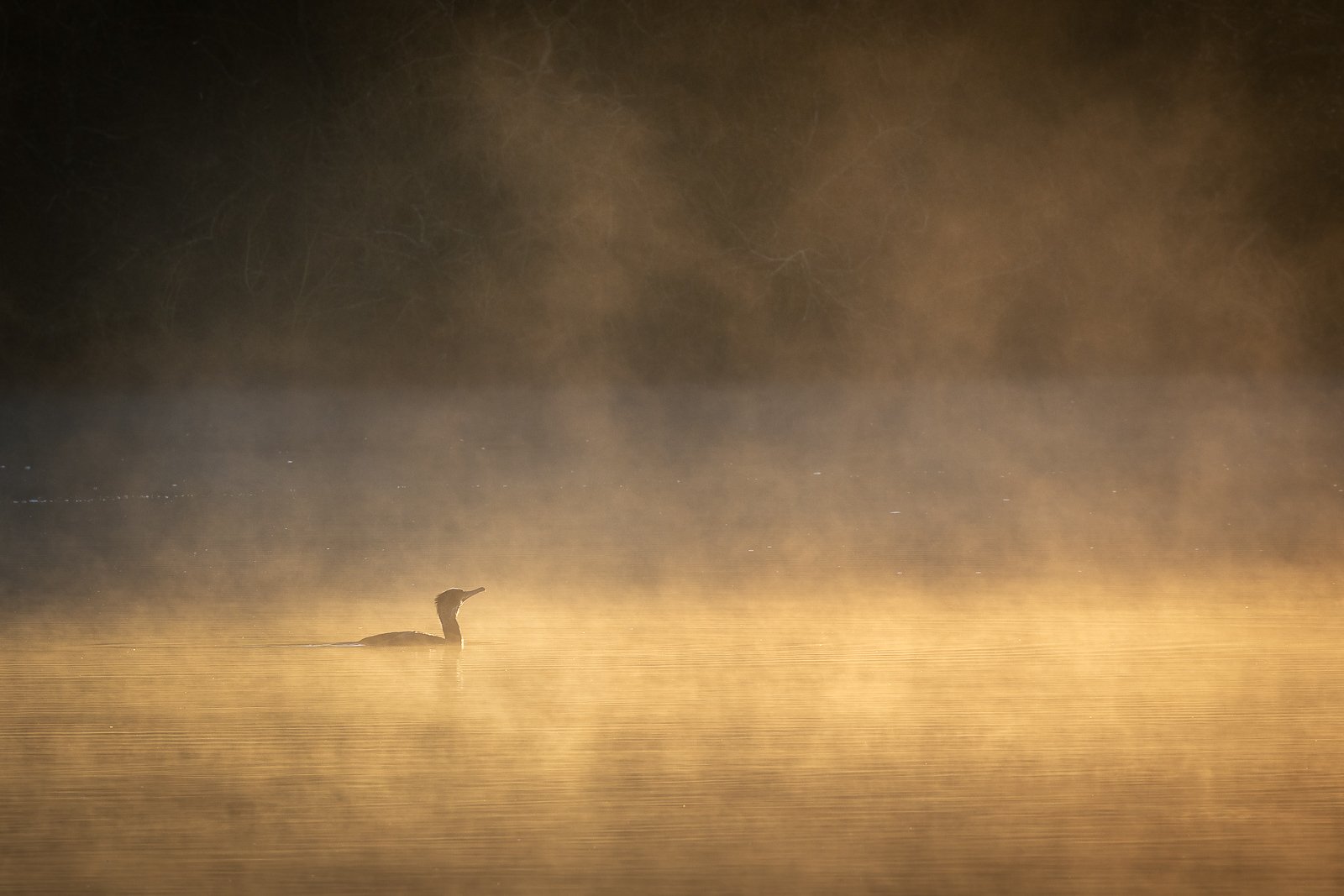 cormorantinwintermorninglight.jpg