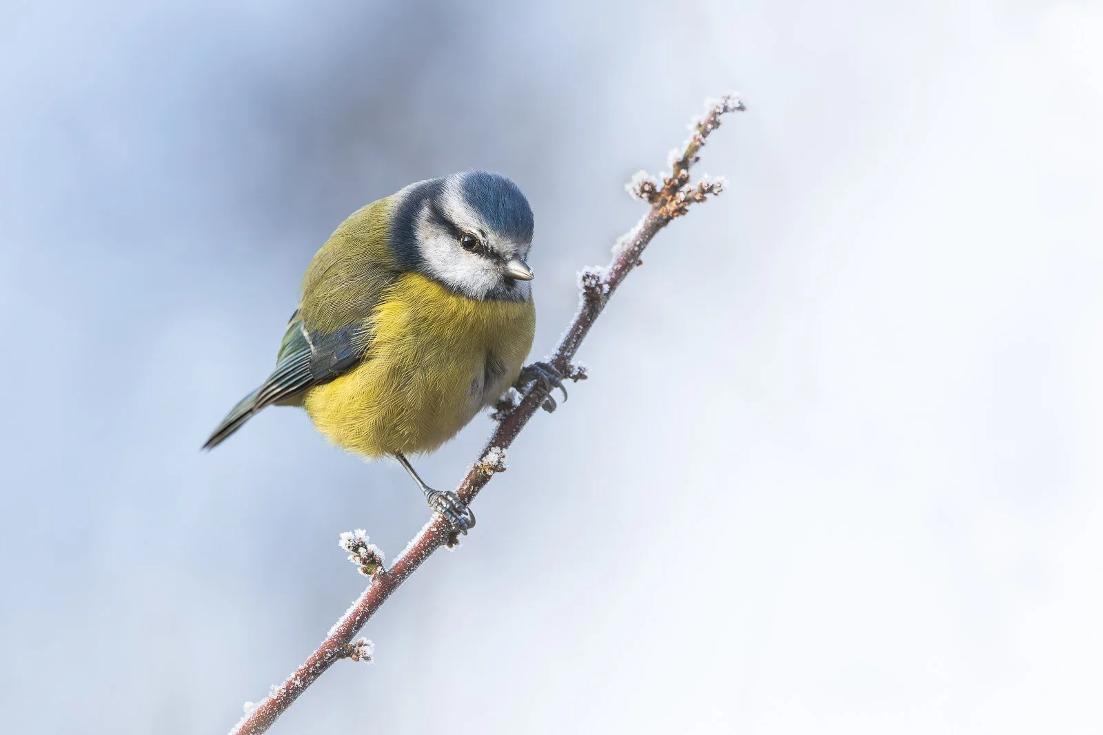 bluetitinwinter.jpg
