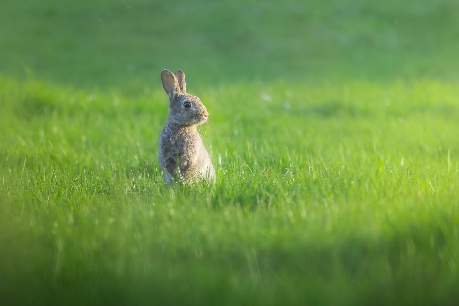 babybunny.jpg