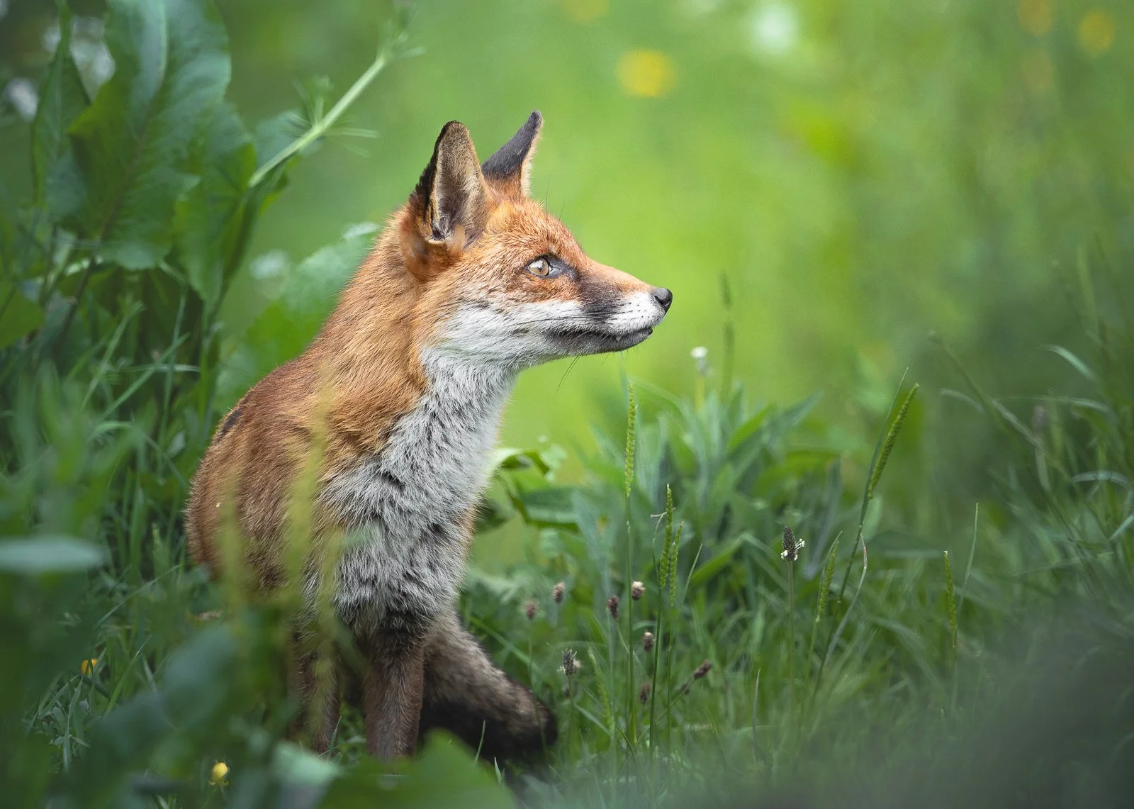 redfoxinthegrass.jpg